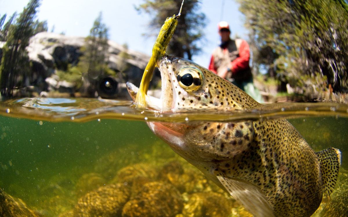 More Than Fishing: The Full Range of Recreation in Salem, MO